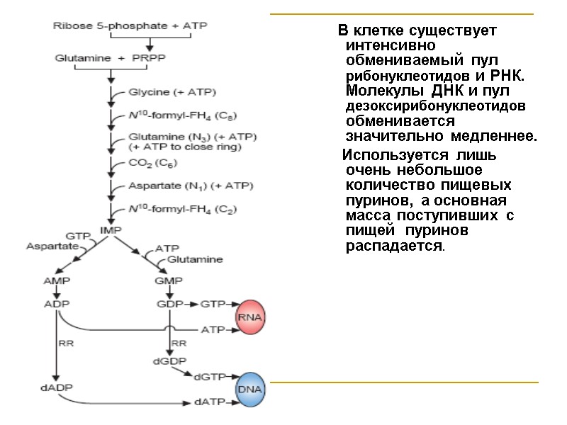 В клетке существует  интенсивно обмениваемый пул  рибонуклеотидов и РНК. Молекулы ДНК и